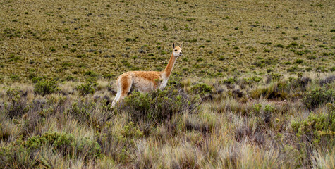 La llama que llama