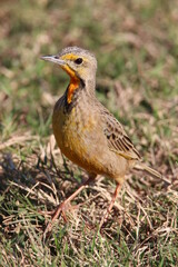 Cape Longclaw Bird