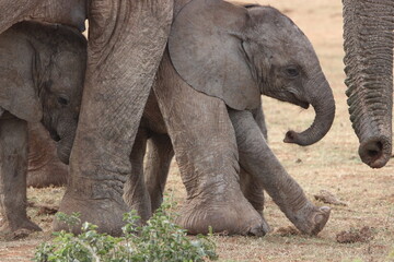 African Elephants in Addo Elephant National Park, South Africa
