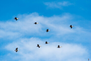 pelican flock