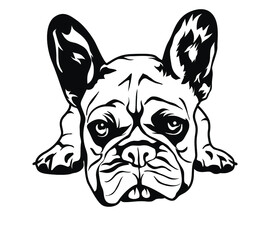 Sketch French bulldog. Hand drawn vector illustration.