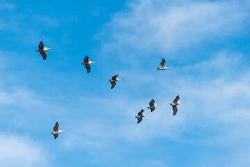 pelican flock