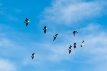 pelican flock