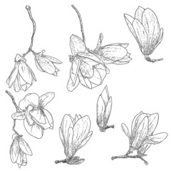 Magnolia flower drawings set. Sketch of floral botany twigs from real tree. Black and white with line art isolated on white background. Real life hand drawn illustrations of magnolia bloom. Vector.