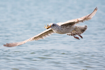 flying seagull just captured a crap