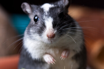 sweet portrait of a little mouse