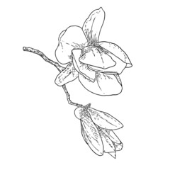 Magnolia flower drawing. Sketch of floral botany twig from real tree. Black and white with line art isolated on white background. Real life hand drawn illustration of magnolia bloom. Vector.