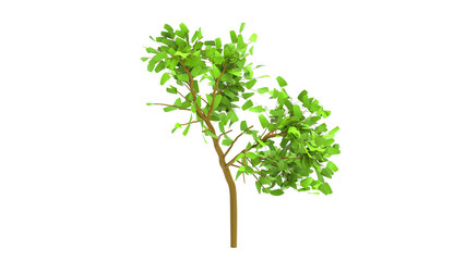 maple tree without shadow 3d render