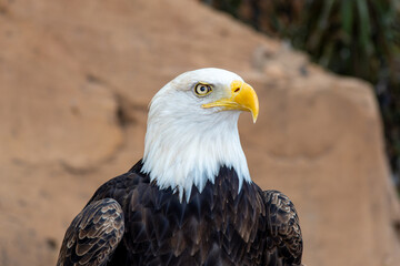 Bald eagle close up in profile