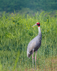 Sarus Crane in Wheat field 2
