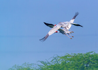 Obraz premium Pair of Flying Sarus Crane 5