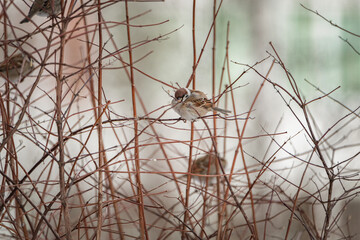 Beautiful bird sparrow sits on a branch in winter.