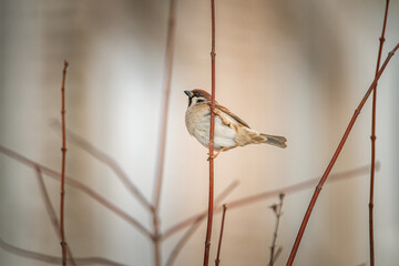 Beautiful bird sparrow sits on a branch in winter.
