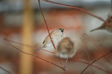 Beautiful bird sparrow sits on a branch in winter.