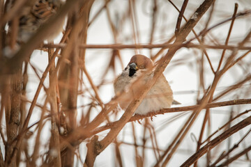Beautiful bird sparrow sits on a branch in winter.
