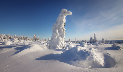 snow covered trees