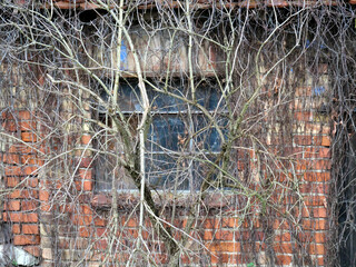 Fenster eines alten eingewachsenes Ziegelhäuschen in Eickelberg (Mecklenburg Vorpommern)