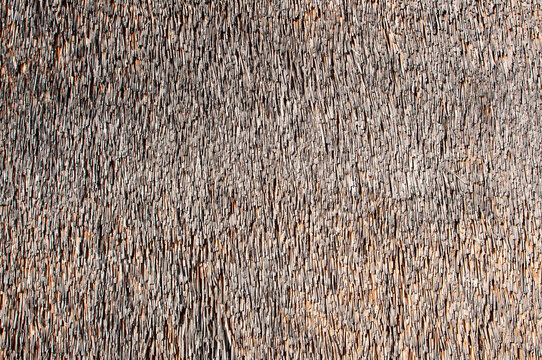 Reed background