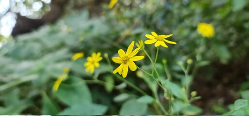 Yellow flower called Sonki or Mumbai Senecio or Graham's groundsel. Sonki is a gregarious plant of...