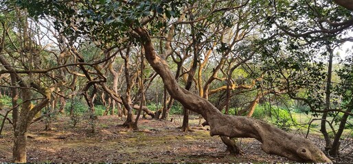 Brown and grey twisty trees near the parking space at Elphinstone Point, Mahabaleshwar, Mumbai, India. People use this place as picnic point.
