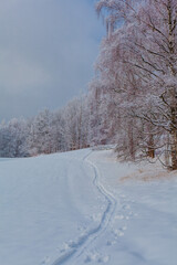 Fototapeta premium snow covered trees