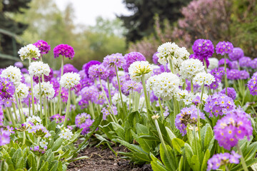 Fototapeta premium White and violet round Primrose flowers with beautiful green leaves bloom in spring in the garden