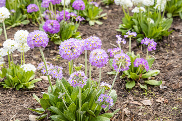 White and violet round Primrose flowers with beautiful green leaves bloom in spring in the garden