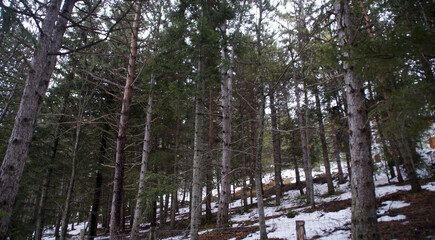 Piante in inverno a Frontignano di Ussita nelle Marche