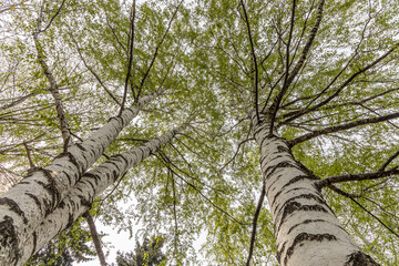 Fototapeta premium Group of white birches with green fresh leaves and buds are on a blurred background in a park in spring