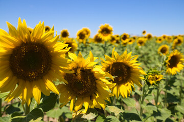 Three yellow sunflower flowers in an agricultural and ecological field of sunflower plantation. In the background blue sky typical of summer. Organic farming concept.