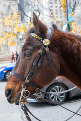 Chicago Police Department Horse