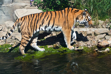 Fototapeta na wymiar Tiger am Wasser