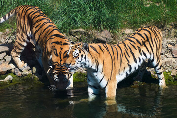Fototapeta na wymiar Zwei Tiger am Wasser