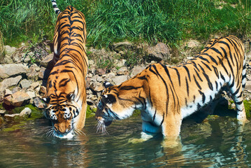 Zwei Tiger am Wasser