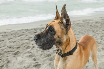 A large great dane dog on a beach with a nice profile of the canine's face.