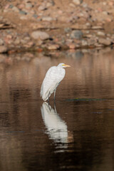Great Egret Reflection in Arizona