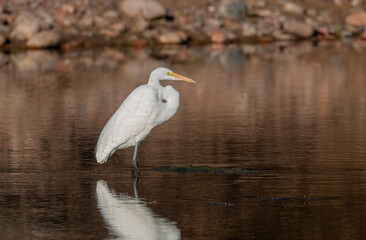 Great Egret Reflection in Arizona