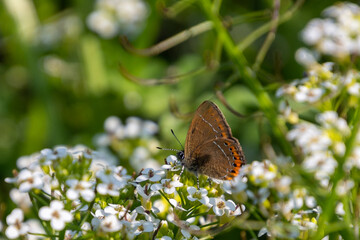 butterfly sitting on a flower