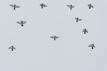 Doves in flight, in the sky.