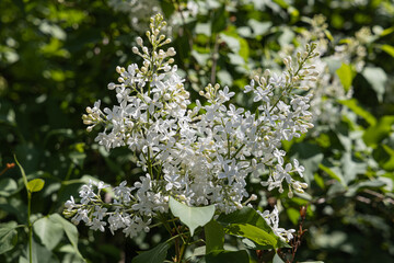 Branch of white lilac with green leaves and buds blooms on a green blurred background in summer