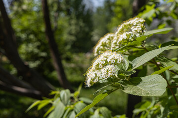 Branch of Wayfaring tree with white flowers and green leaves and buds blooms on a green blurred background in summer