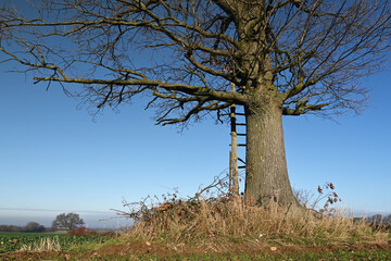 Fototapeta na wymiar Uralte kahle Eiche vor blauem Himmel auf einem Feld im Dezember