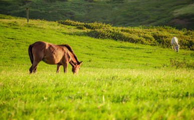 Two horses eating grass together in the field, hill with two horses eating grass, two horses in a meadow