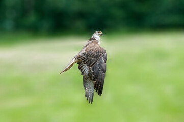 Fototapeta premium Falke im Abflug, hebt ab auf einer Wiese