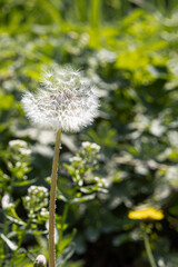 A white dandelion head is on a beautiful blurred green background. Vertical