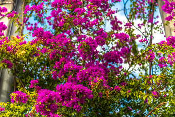Flowers with blue sky background
