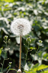A white dandelion head is on a beautiful blurred green background. Vertical
