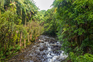 Fototapeta na wymiar Creek cascade in the tropical rainforest on Big Island, Hawaii