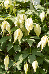 Bouquet of white clematis flowers is on a green leaves background