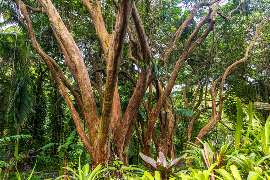 Beautiful tree in the tropical rainforest on Big Island, Hawaii